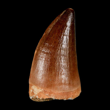 XL 2" Mosasaur Prognathodon Fossil Tooth Cretaceous Dinosaur Era COA & Stand