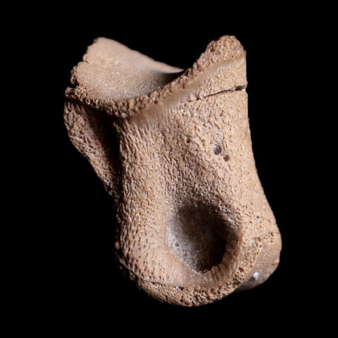 0.5" Struthiomimus Fossil Toe Bone Cretaceous Dinosaur Age Hell Creek FM MT COA - Fossil Age Minerals