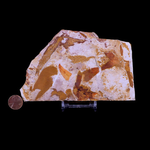5.6" Detailed Glossopteris Browniana Fossil Plant Leafs Permian Age Australia Stand - Fossil Age Minerals