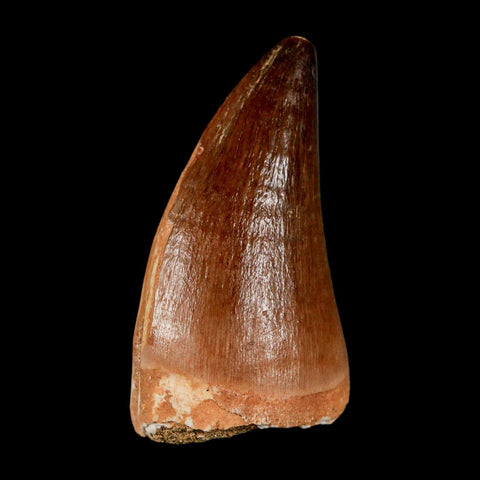 XL 2" Mosasaur Prognathodon Fossil Tooth Cretaceous Dinosaur Era COA & Stand
