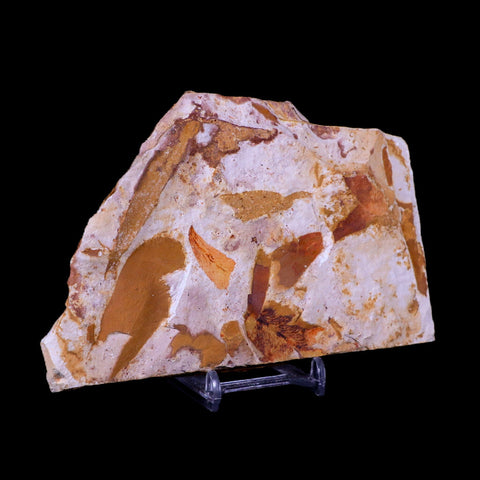 5.6" Detailed Glossopteris Browniana Fossil Plant Leafs Permian Age Australia Stand - Fossil Age Minerals