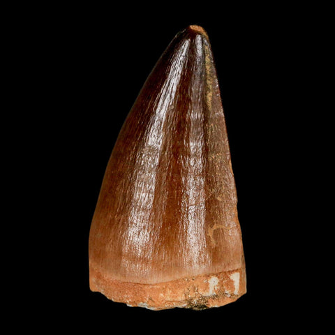 XL 2" Mosasaur Prognathodon Fossil Tooth Cretaceous Dinosaur Era COA & Stand
