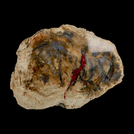 6.2" Dinosaur Coprolite Fossil Polished Slab Specimen Poop Dung Harry Mountain Utah