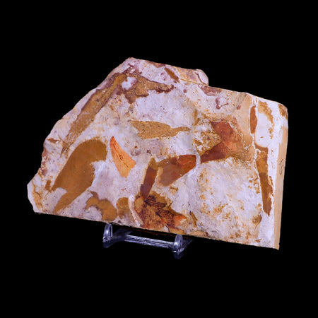 5.6" Detailed Glossopteris Browniana Fossil Plant Leafs Permian Age Australia Stand
