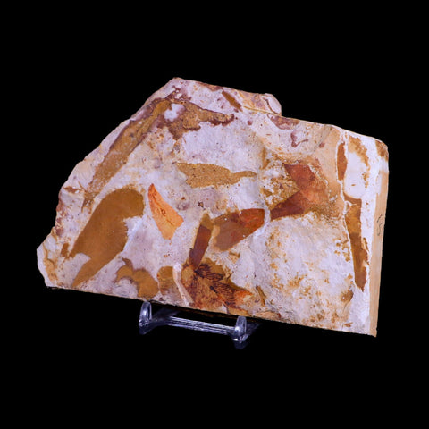5.6" Detailed Glossopteris Browniana Fossil Plant Leafs Permian Age Australia Stand - Fossil Age Minerals