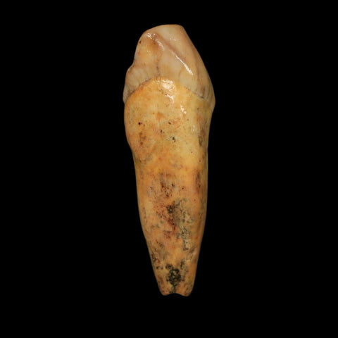 1.6" Extinct Cave Bear Ursus Spelaeus Incisor Tooth Rooted Pleistocene Age COA, Stand - Fossil Age Minerals