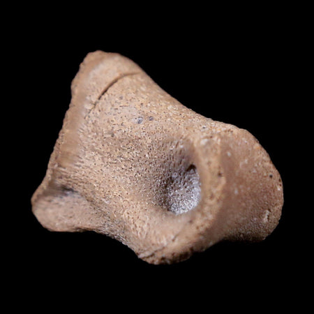 0.5" Struthiomimus Fossil Toe Bone Cretaceous Dinosaur Age Hell Creek FM MT COA