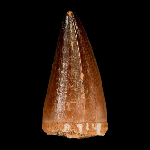 XL 2" Mosasaur Prognathodon Fossil Tooth Cretaceous Dinosaur Era COA & Stand
