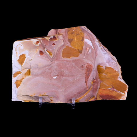 5.6" Detailed Glossopteris Browniana Fossil Plant Leafs Permian Age Australia Stand - Fossil Age Minerals