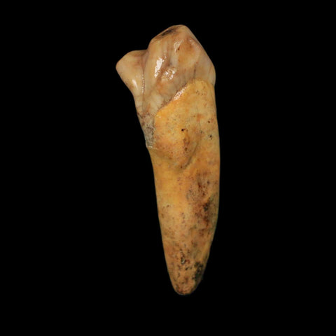 1.6" Extinct Cave Bear Ursus Spelaeus Incisor Tooth Rooted Pleistocene Age COA, Stand - Fossil Age Minerals