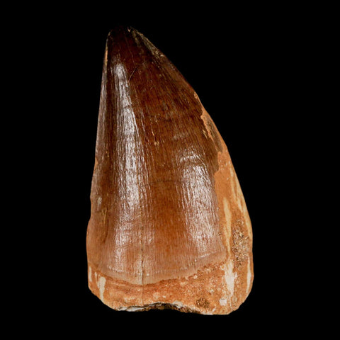 XL 2" Mosasaur Prognathodon Fossil Tooth Cretaceous Dinosaur Era COA & Stand