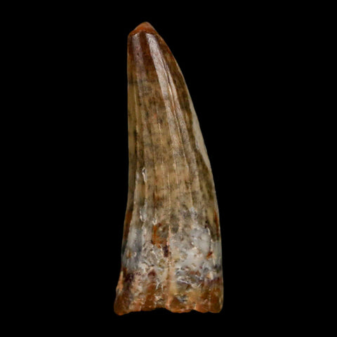 1.2" Suchomimus Fossil Tooth Cretaceous Spinosaurid Dinosaur Elraz FM Niger COA - Fossil Age Minerals