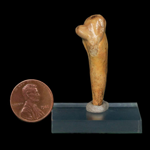 1.6" Extinct Cave Bear Ursus Spelaeus Incisor Tooth Rooted Pleistocene Age COA, Stand - Fossil Age Minerals