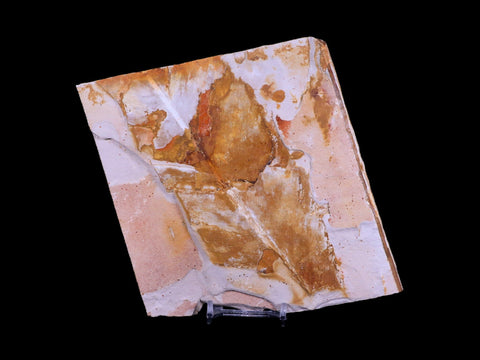 5.7" Detailed Glossopteris Browniana Fossil Plant Leafs Permian Age Australia Stand - Fossil Age Minerals
