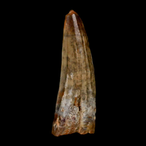 1.2" Suchomimus Fossil Tooth Cretaceous Spinosaurid Dinosaur Elraz FM Niger COA - Fossil Age Minerals