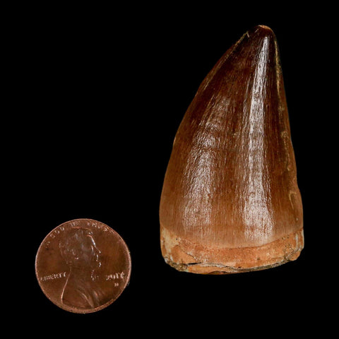XL 2" Mosasaur Prognathodon Fossil Tooth Cretaceous Dinosaur Era COA & Stand
