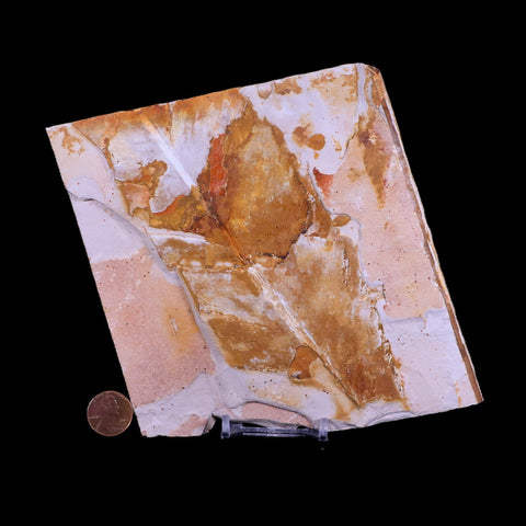 5.7" Detailed Glossopteris Browniana Fossil Plant Leafs Permian Age Australia Stand - Fossil Age Minerals