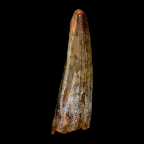 1.2" Suchomimus Fossil Tooth Cretaceous Spinosaurid Dinosaur Elraz FM Niger COA - Fossil Age Minerals