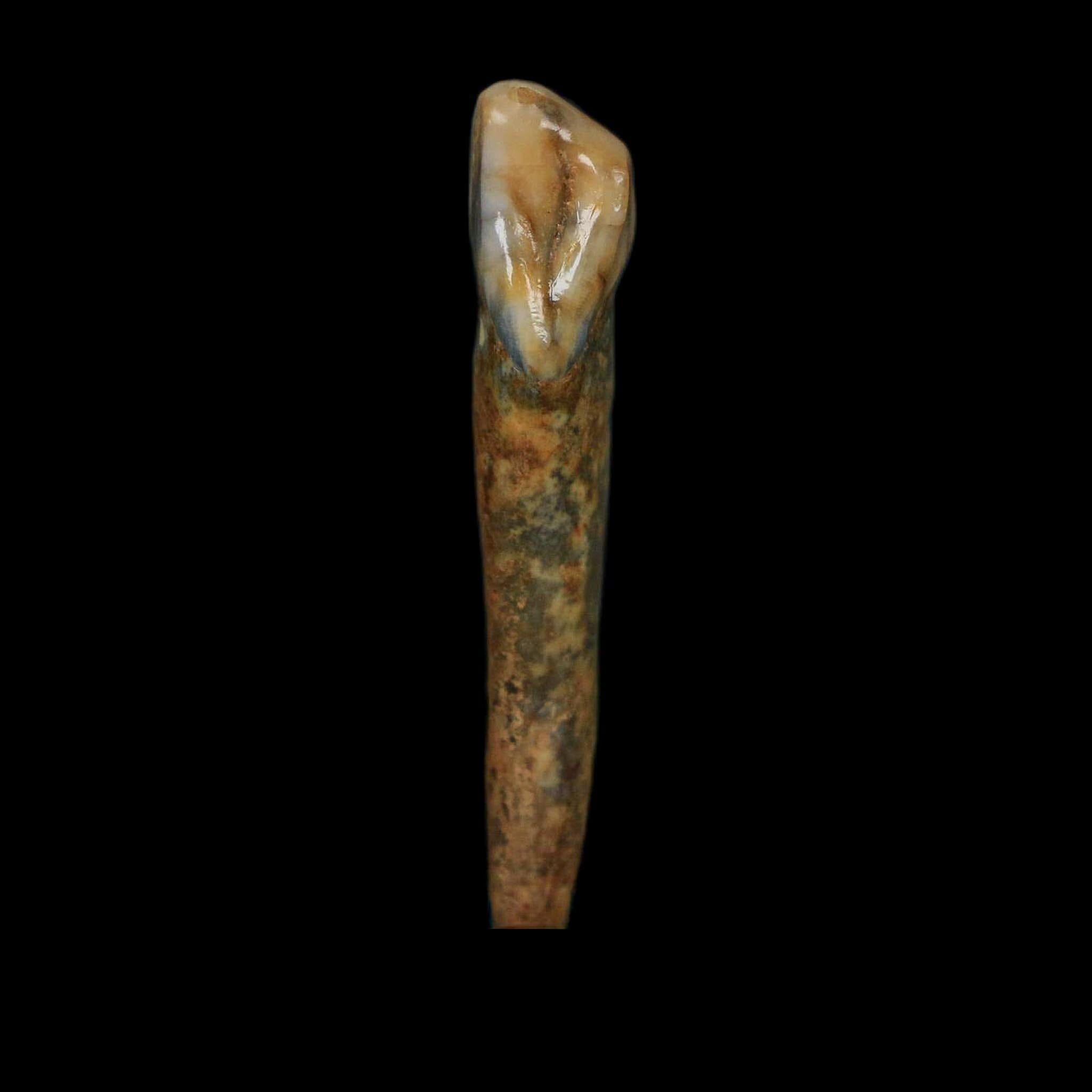 1.5" Extinct Cave Bear Ursus Spelaeus Incisor Tooth Rooted Pleistocene Age COA, Stand - Fossil Age Minerals