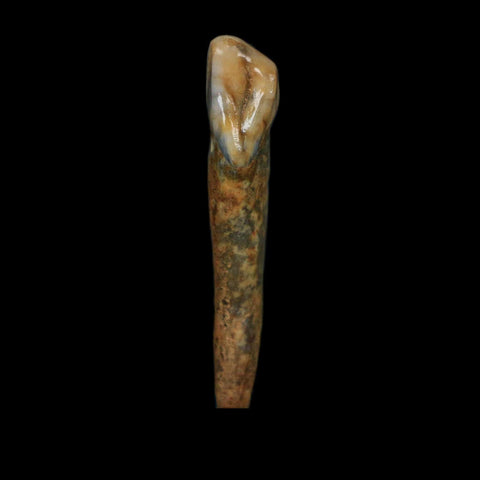 1.5" Extinct Cave Bear Ursus Spelaeus Incisor Tooth Rooted Pleistocene Age COA, Stand - Fossil Age Minerals