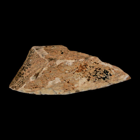 1.5" Tyrannosaurus Rex Fossil Bone Dinosaur Lance Creek Formation Wyoming COA