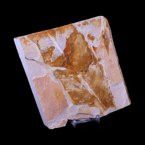 5.7" Detailed Glossopteris Browniana Fossil Plant Leafs Permian Age Australia Stand - Fossil Age Minerals