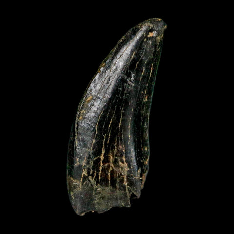 0.6" Nanotyrannus Tyrannosaurus Fossil Tooth Rooted Dinosaur Hell Creek MT COA - Fossil Age Minerals