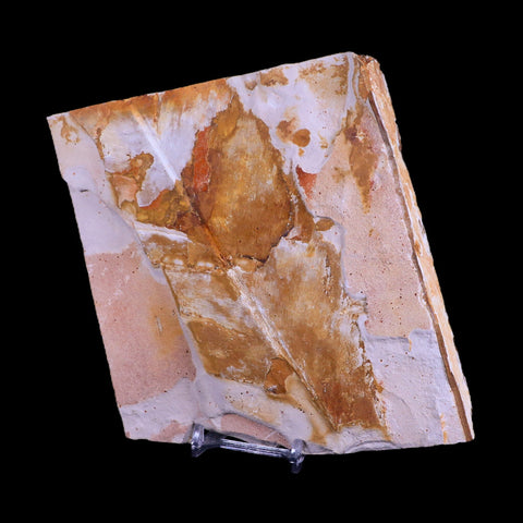 5.7" Detailed Glossopteris Browniana Fossil Plant Leafs Permian Age Australia Stand - Fossil Age Minerals
