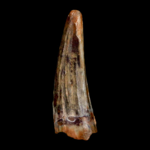 1.2" Suchomimus Fossil Tooth Cretaceous Spinosaurid Dinosaur Elraz FM Niger COA - Fossil Age Minerals