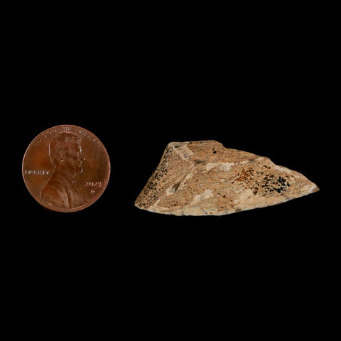 1.5" Tyrannosaurus Rex Fossil Bone Dinosaur Lance Creek Formation Wyoming COA - Fossil Age Minerals