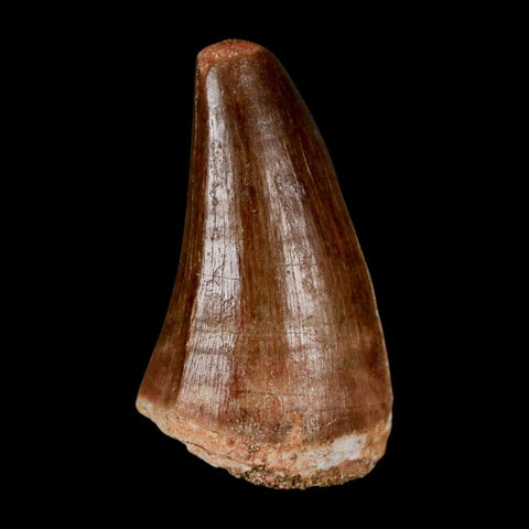 1.9"  Mosasaur Prognathodon Fossil Tooth Cretaceous Dinosaur Era COA & Stand