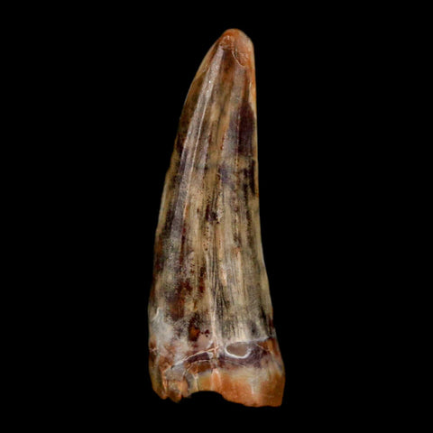 1.2" Suchomimus Fossil Tooth Cretaceous Spinosaurid Dinosaur Elraz FM Niger COA - Fossil Age Minerals
