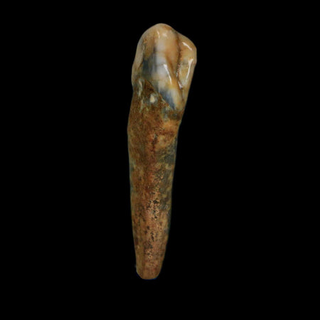 1.5" Extinct Cave Bear Ursus Spelaeus Incisor Tooth Rooted Pleistocene Age COA, Stand