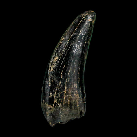 0.6" Nanotyrannus Tyrannosaurus Fossil Tooth Rooted Dinosaur Hell Creek MT COA - Fossil Age Minerals