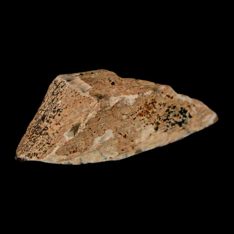 1.5" Tyrannosaurus Rex Fossil Bone Dinosaur Lance Creek Formation Wyoming COA - Fossil Age Minerals
