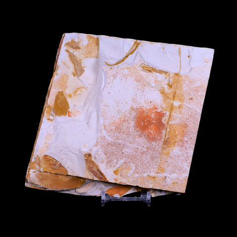 5.7" Detailed Glossopteris Browniana Fossil Plant Leafs Permian Age Australia Stand - Fossil Age Minerals