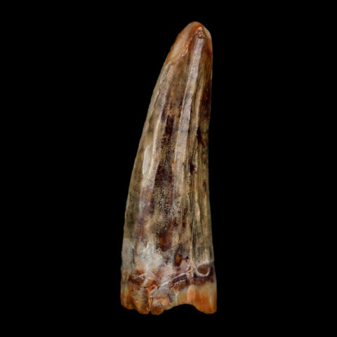 1.2" Suchomimus Fossil Tooth Cretaceous Spinosaurid Dinosaur Elraz FM Niger COA - Fossil Age Minerals