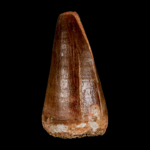 1.9"  Mosasaur Prognathodon Fossil Tooth Cretaceous Dinosaur Era COA & Stand