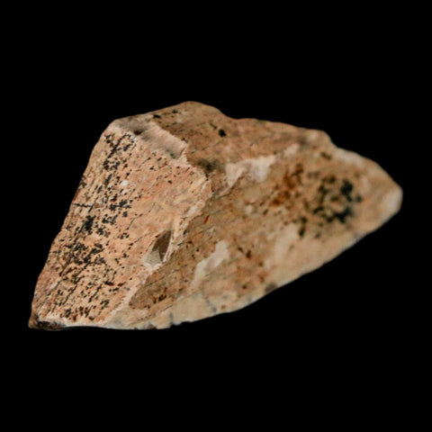 1.5" Tyrannosaurus Rex Fossil Bone Dinosaur Lance Creek Formation Wyoming COA - Fossil Age Minerals
