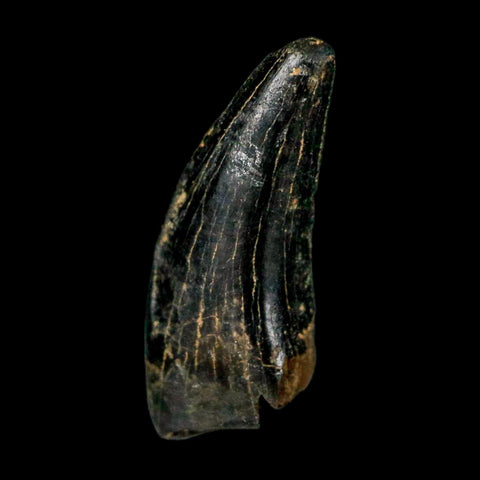 0.6" Nanotyrannus Tyrannosaurus Fossil Tooth Rooted Dinosaur Hell Creek MT COA - Fossil Age Minerals