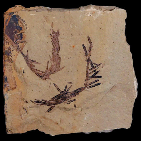 1.6" Detailed Fossil Plant Leafs Metasequoia Dawn Redwood Oligocene Age MT COA - Fossil Age Minerals