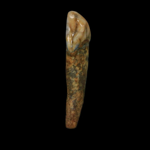 1.5" Extinct Cave Bear Ursus Spelaeus Incisor Tooth Rooted Pleistocene Age COA, Stand - Fossil Age Minerals