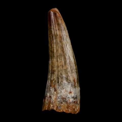1.2" Suchomimus Fossil Tooth Cretaceous Spinosaurid Dinosaur Elraz FM Niger COA - Fossil Age Minerals