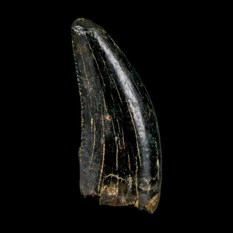 0.6" Nanotyrannus Tyrannosaurus Fossil Tooth Rooted Dinosaur Hell Creek MT COA - Fossil Age Minerals