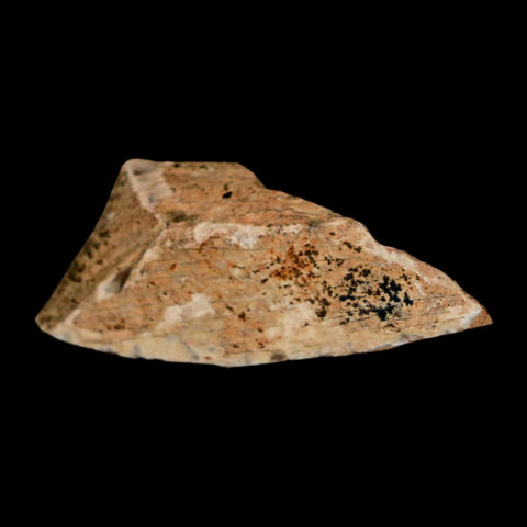 1.5" Tyrannosaurus Rex Fossil Bone Dinosaur Lance Creek Formation Wyoming COA - Fossil Age Minerals