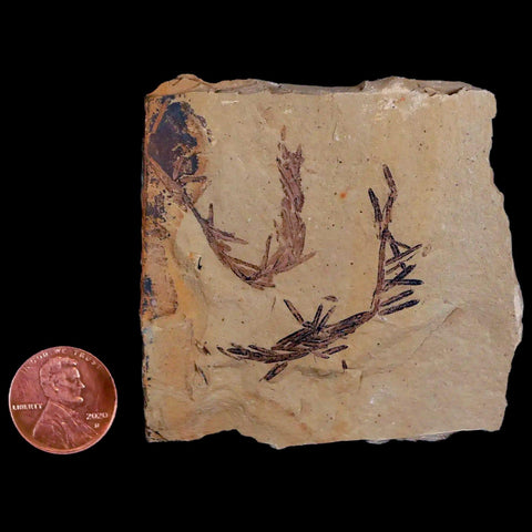 1.6" Detailed Fossil Plant Leafs Metasequoia Dawn Redwood Oligocene Age MT COA - Fossil Age Minerals