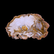 3.4" Fossilized Polished Petrified Wood Branch Madagascar 66-225 Million Yrs Old