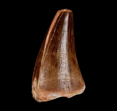 1.9"  Mosasaur Prognathodon Fossil Tooth Cretaceous Dinosaur Era COA & Stand