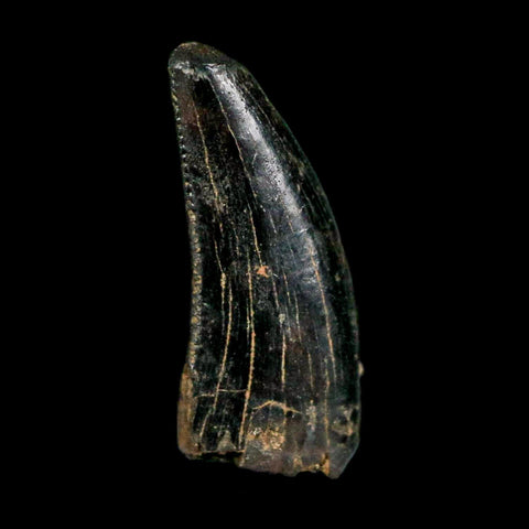 0.6" Nanotyrannus Tyrannosaurus Fossil Tooth Rooted Dinosaur Hell Creek MT COA - Fossil Age Minerals
