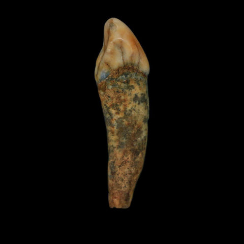 1.5" Extinct Cave Bear Ursus Spelaeus Incisor Tooth Rooted Pleistocene Age COA, Stand - Fossil Age Minerals
